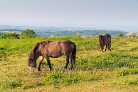 Photo for Wild Exmoor Ponies The Quantocks Somerset England UK - Royalty Free Image