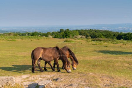 Photo for Exmoor Ponies Quantock Hills Somerset England UK - Royalty Free Image