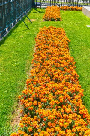 Ringelblumen Blumenbeet mit schönen leuchtend orangen Blumen und grünem Gras