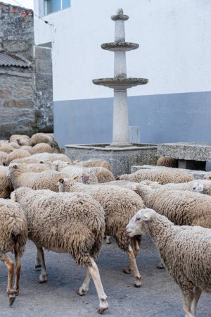 Foto de Rebaño de ovejas en una ciudad de Galicia, España - Imagen libre de derechos