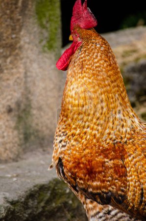 Foto de Retrato de un gallo al aire libre - Imagen libre de derechos