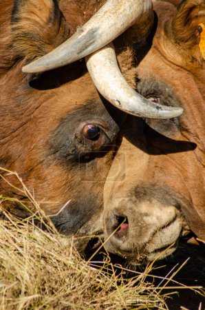 Téléchargez les photos : Détail des têtes de deux taureaux au combat - en image libre de droit