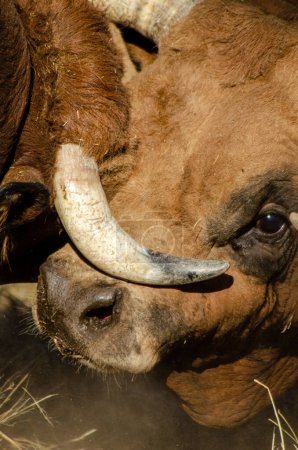 Téléchargez les photos : Détail de deux têtes de taureaux combats - en image libre de droit