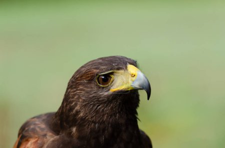 Foto de Retrato de un halcón harris, Parabuteo Unicinctus - Imagen libre de derechos