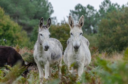 Téléchargez les photos : Deux ânes blancs sur la montagne regardant la caméra - en image libre de droit