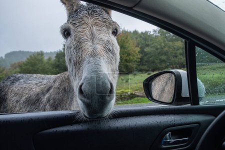 Foto de Retrato de un burro lindo con la cabeza dentro de una ventana de coche - Imagen libre de derechos