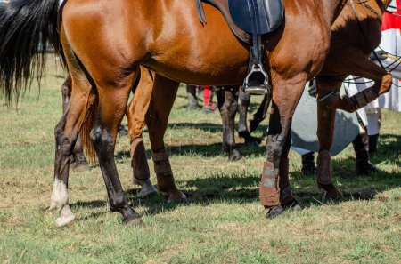 Téléchargez les photos : Jambes de plusieurs chevaux alignés - en image libre de droit