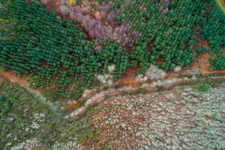 Téléchargez les photos : Photo zénithal avec drone, forêt mixte de montagne et piste de terre - en image libre de droit