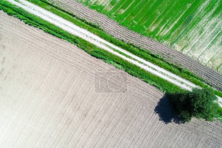 drone aerial view of a dirt track between agricultural fields