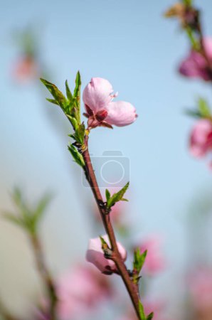 selectIve Fokus der Makroansicht der Blüten eines Pfirsichbaums im Frühling