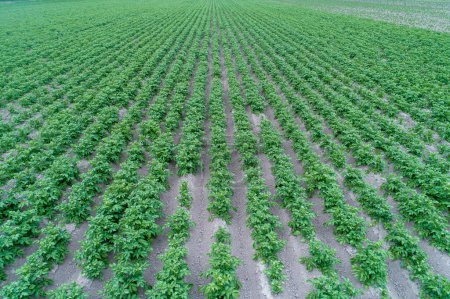 agricultural field under potato cultivation in spring