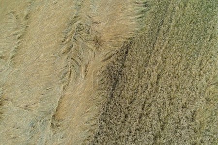 Aerial view, ripe wheat field damaged by wind and rain.