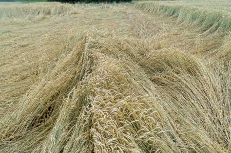 Wheat field flattened by rain, ripe wheat field damaged by wind and rain.