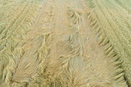 campos de trigo agrícolas afectados por una tormenta de verano, vista de drones