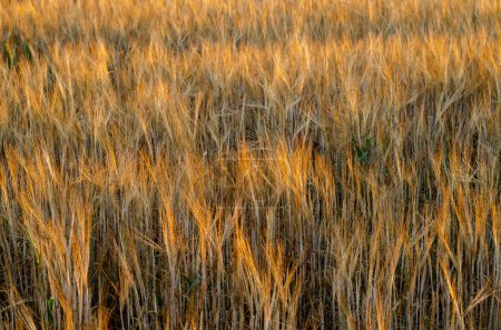 campo de trigo seco al atardecer de verano