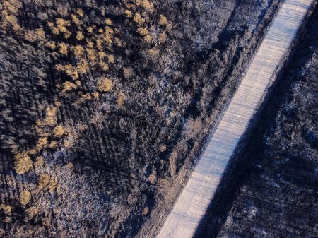Aerial photo of a forest track in a burnt forest, Galicia. Spain.