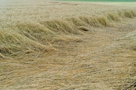 Wheat field flattened by rain, ripe wheat field damaged by wind and rain. Spain