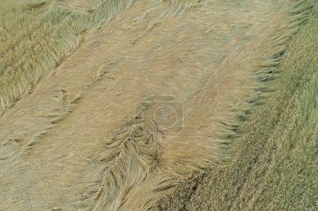Aerial view, Wheat field flattened by rain