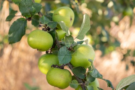 Biologisch angebaute Äpfel im Apfelgarten im selektiven Fokus