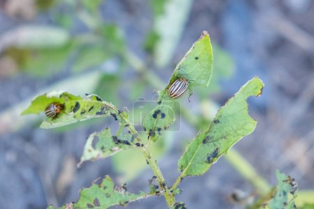 potato plant infected with potato beetles, selective focus