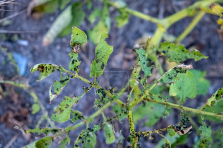 Selective focus, potato plant infected with potato beetles