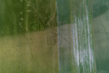 aerial view of cereal crop fields