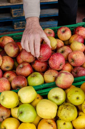 Téléchargez les photos : Main d'un homme cueillant des pommes dans une salle de stockage de fruits. - en image libre de droit