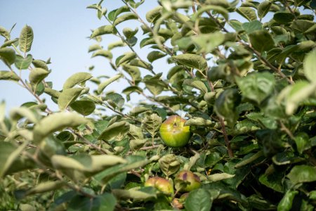 Selektiver Fokus, biologisch angebauter Apfel im Apfelgarten