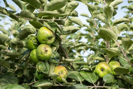 Selektiver Fokus, biologisch angebaute Äpfel im Apfelgarten