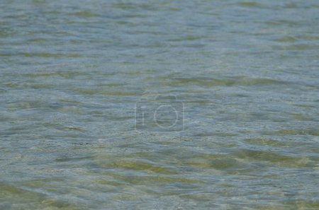 enfoque selectivo, aguas tranquilas en el borde de una playa