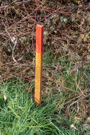 Wood survey stake painted in red for work on construction site for surveying work