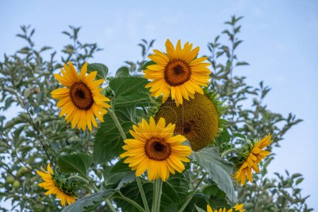 Several sunflowers on a summer's day, blue sky