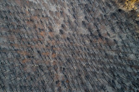 Verbrannte Bäume nach einem Waldbrand Luftbild verbrannter Kiefernwald, Folgen von Waldbränden. Ökologische Probleme