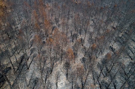 Aerial view of burnt forest after the fire. Burned fir and pine trees. Drone photo.