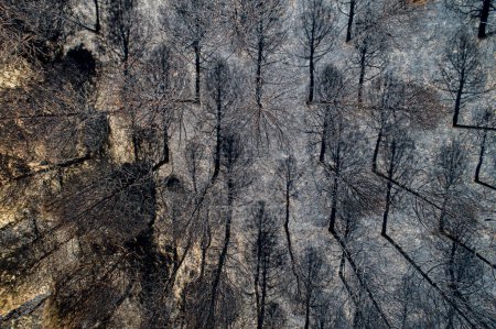 Aerial view of burnt forest after the fire. Burned fir and pine trees. Overhead View of Tree tops. Drone photo.