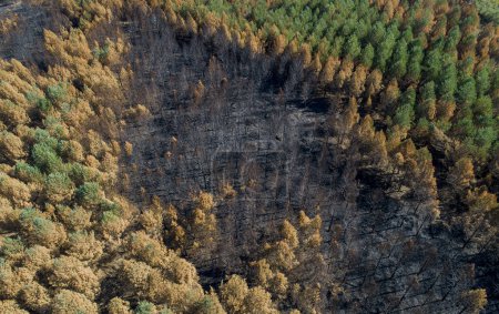 drone aerial view of a forest burned by fire
