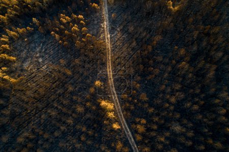 Luftaufnahme einer Straße in einem von einem Waldbrand verbrannten Wald