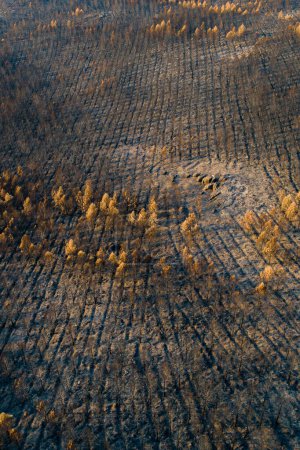 aerial view of a pine forest burned by forest fire