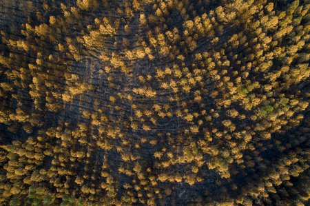 Luftaufnahme eines von einem Waldbrand verbrannten Waldes, ökologisches Konzept