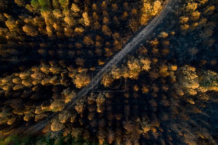 aerial view of a road in a forest burnt by a forest fire, ecology concept