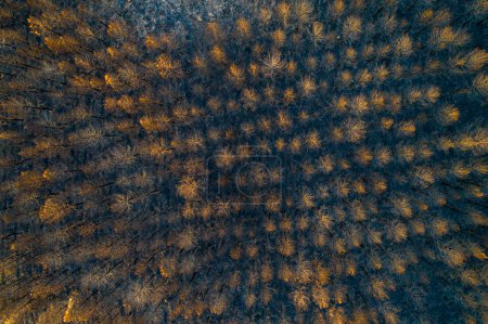 Luftaufnahme eines verbrannten Kiefernwaldes