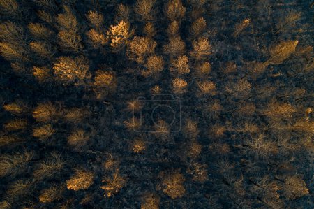 overhead aerial view of a forest burnt by forest fire