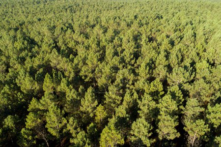 aerial view of a pine forest at dawn