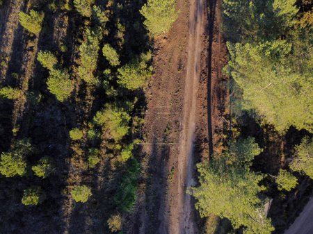 vue aérienne par drone d'un sentier forestier dans une pinède
