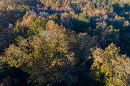Photo for Drone aerial view of an oak forest at dusk in autumn - Royalty Free Image