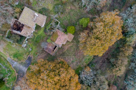 abandoned houses in an oak forest, aerial view