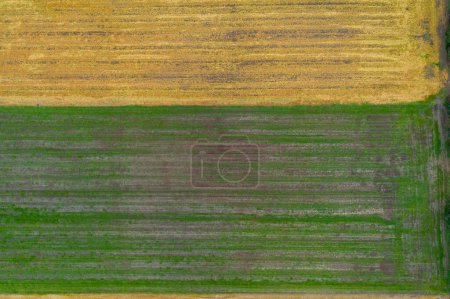 drone aerial view of some yellow and green crop fields