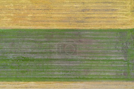 drone aerial view of yellow and green farm fields