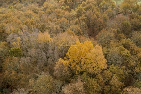 Eine Drohne Luftaufnahme eines autochthonen Waldes in Galicien, Spanien.