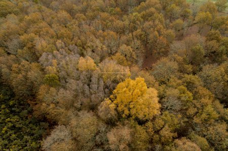 vista aérea con dron de un bosque autóctono gallego, España.